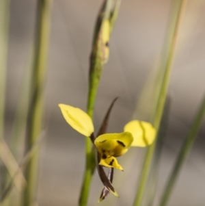 Diuris sulphurea at Canberra Central, ACT - suppressed