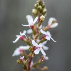 Stylidium graminifolium (Grass Triggerplant) at O'Connor, ACT - 21 Oct 2017 by GlenRyan