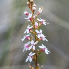 Stylidium graminifolium at O'Connor, ACT - 21 Oct 2017 04:32 PM