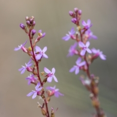 Stylidium graminifolium at O'Connor, ACT - 21 Oct 2017