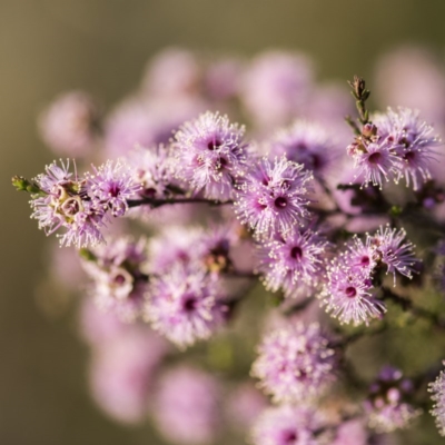 Kunzea parvifolia (Violet Kunzea) at Bruce, ACT - 21 Oct 2017 by GlenRyan