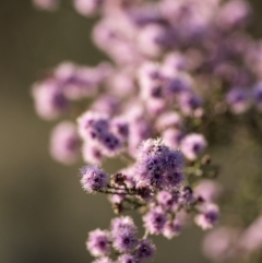 Kunzea parvifolia at Bruce, ACT - 21 Oct 2017