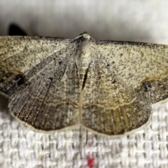 Taxeotis intextata (Looper Moth, Grey Taxeotis) at O'Connor, ACT - 18 Oct 2017 by ibaird
