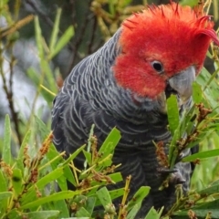 Callocephalon fimbriatum (Gang-gang Cockatoo) at Red Hill, ACT - 20 Oct 2017 by roymcd