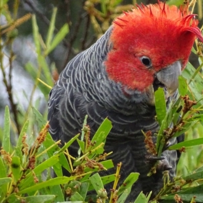 Callocephalon fimbriatum (Gang-gang Cockatoo) at Red Hill, ACT - 20 Oct 2017 by roymcd