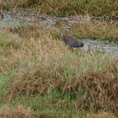 Porzana fluminea (Australian Spotted Crake) at Fyshwick, ACT - 20 Oct 2017 by roymcd