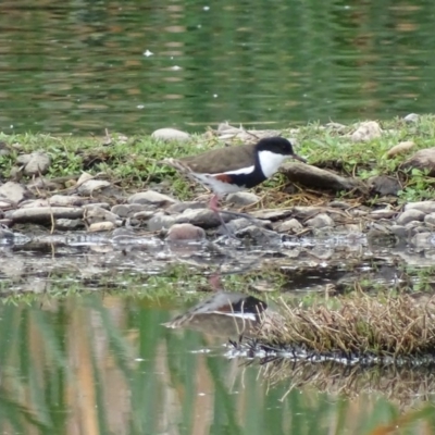 Erythrogonys cinctus (Red-kneed Dotterel) at Fyshwick, ACT - 19 Oct 2017 by roymcd