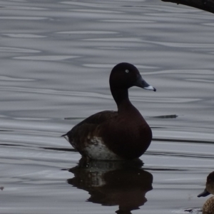 Aythya australis at Fyshwick, ACT - 20 Oct 2017 10:03 AM