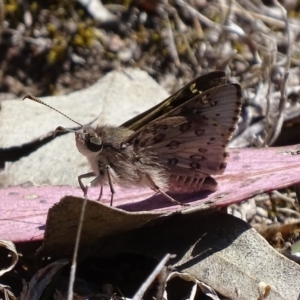 Trapezites phigalioides at Symonston, ACT - 21 Oct 2017