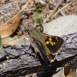 Trapezites phigalioides at Symonston, ACT - 21 Oct 2017