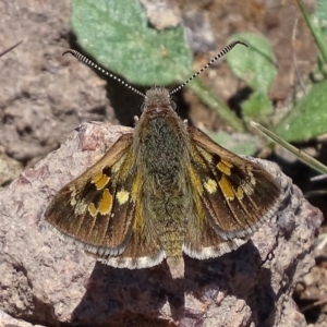 Trapezites phigalia at Symonston, ACT - 21 Oct 2017 12:29 PM