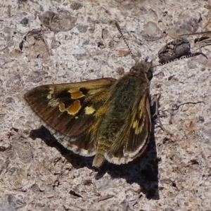 Trapezites phigalia at Symonston, ACT - 21 Oct 2017 12:29 PM