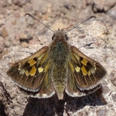 Trapezites phigalia (Heath Ochre) at Symonston, ACT - 21 Oct 2017 by roymcd