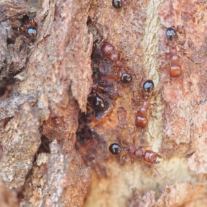 Podomyrma gratiosa at Canberra Central, ACT - 21 Oct 2017 02:04 PM