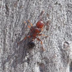 Podomyrma gratiosa at Canberra Central, ACT - 21 Oct 2017 02:04 PM