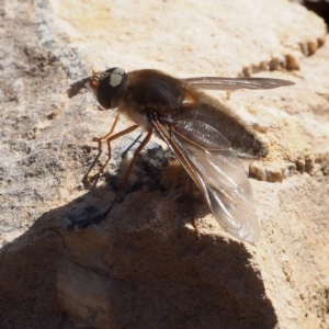 Bombyliidae (family) at Canberra Central, ACT - 21 Oct 2017