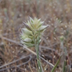 Rytidosperma carphoides (Short Wallaby Grass) at Theodore, ACT - 19 Oct 2017 by michaelb