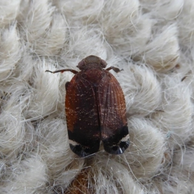 Platybrachys sp. (genus) (A gum hopper) at Flynn, ACT - 21 Oct 2017 by Christine