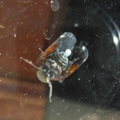 Platybrachys sp. (genus) at Flynn, ACT - 21 Oct 2017