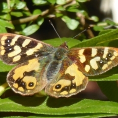 Argynnina cyrila (Forest brown, Cyril's brown) at Farringdon, NSW - 20 Oct 2017 by Christine