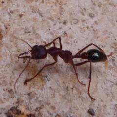 Myrmecia sp. (genus) (Bull ant or Jack Jumper) at Farringdon, NSW - 21 Oct 2017 by Christine