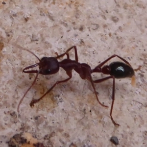 Myrmecia sp. (genus) at Farringdon, NSW - 21 Oct 2017