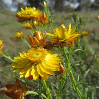 Xerochrysum viscosum (Sticky Everlasting) at Nicholls, ACT - 21 Oct 2017 by gavinlongmuir