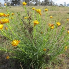 Xerochrysum viscosum at Nicholls, ACT - 21 Oct 2017 04:37 PM
