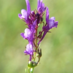 Linaria pelisseriana (Pelisser's Toadflax) at Percival Hill - 21 Oct 2017 by gavinlongmuir