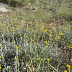 Chrysocephalum apiculatum at Nicholls, ACT - 21 Oct 2017