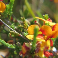 Dillwynia sp. Yetholme (P.C.Jobson 5080) NSW Herbarium at Nicholls, ACT - 22 Oct 2017 by gavinlongmuir