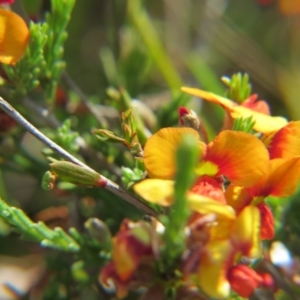 Dillwynia sp. Yetholme (P.C.Jobson 5080) NSW Herbarium at Nicholls, ACT - 22 Oct 2017