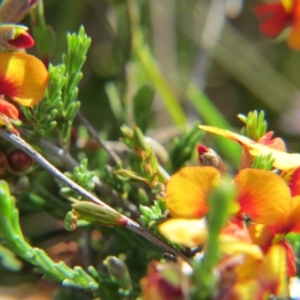 Dillwynia sp. Yetholme (P.C.Jobson 5080) NSW Herbarium at Nicholls, ACT - 22 Oct 2017