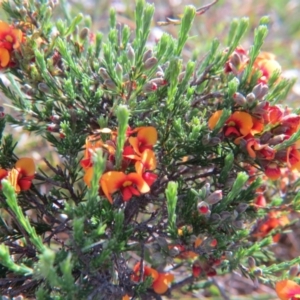 Dillwynia sp. Yetholme (P.C.Jobson 5080) NSW Herbarium at Nicholls, ACT - 22 Oct 2017