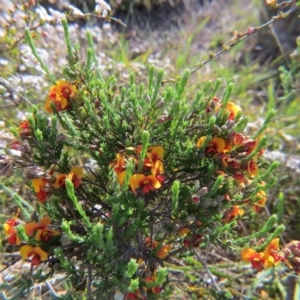 Dillwynia sp. Yetholme (P.C.Jobson 5080) NSW Herbarium at Nicholls, ACT - 22 Oct 2017