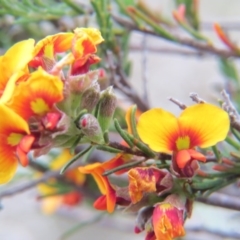 Dillwynia sp. Yetholme (P.C.Jobson 5080) NSW Herbarium at Nicholls, ACT - 22 Oct 2017 04:13 PM