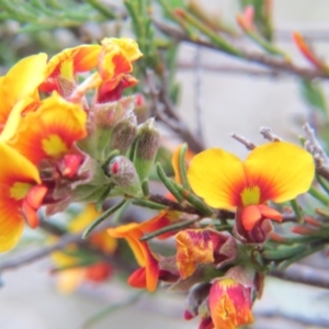 Dillwynia sp. Yetholme (P.C.Jobson 5080) NSW Herbarium at Nicholls, ACT - 22 Oct 2017