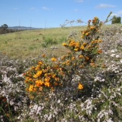 Dillwynia sp. Yetholme (P.C.Jobson 5080) NSW Herbarium at Percival Hill - 22 Oct 2017 by gavinlongmuir