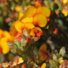 Dillwynia sp. Yetholme (P.C.Jobson 5080) NSW Herbarium at Crace, ACT - 22 Oct 2017 04:20 PM