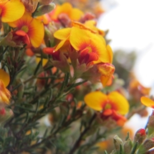 Dillwynia sp. Yetholme (P.C.Jobson 5080) NSW Herbarium at Crace, ACT - 22 Oct 2017