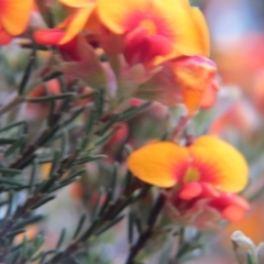 Dillwynia sp. Yetholme (P.C.Jobson 5080) NSW Herbarium at Crace, ACT - 22 Oct 2017 04:20 PM