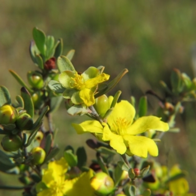 Hibbertia obtusifolia (Grey Guinea-flower) at Crace, ACT - 21 Oct 2017 by gavinlongmuir