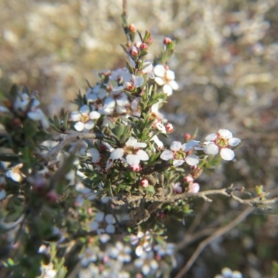 Gaudium multicaule (Teatree) at Nicholls, ACT - 15 Oct 2017 by gavinlongmuir