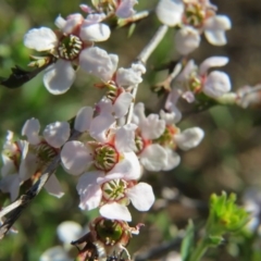 Gaudium multicaule (Teatree) at Nicholls, ACT - 15 Oct 2017 by gavinlongmuir