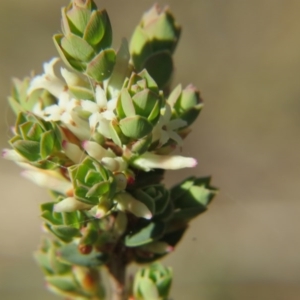 Brachyloma daphnoides at Nicholls, ACT - 15 Oct 2017