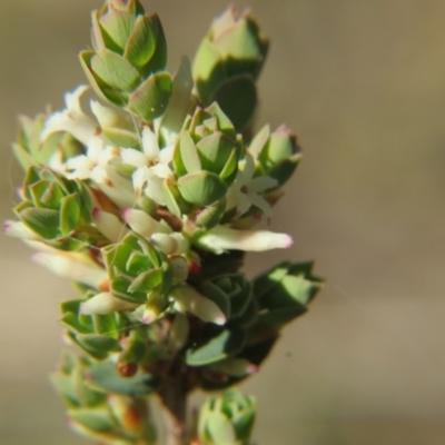 Brachyloma daphnoides (Daphne Heath) at Percival Hill - 15 Oct 2017 by gavinlongmuir