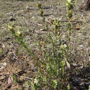 Brachyloma daphnoides at Nicholls, ACT - 15 Oct 2017