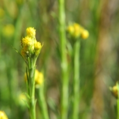 Chrysocephalum semipapposum (Clustered Everlasting) at Percival Hill - 21 Oct 2017 by gavinlongmuir