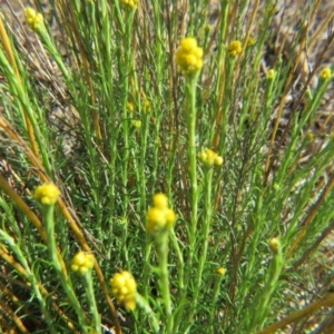 Chrysocephalum semipapposum at Nicholls, ACT - 21 Oct 2017