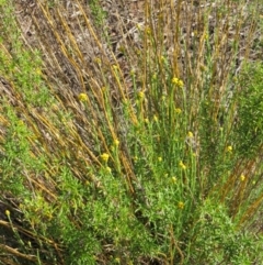 Chrysocephalum semipapposum at Nicholls, ACT - 21 Oct 2017